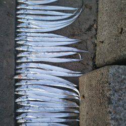 阿南市の椿泊でタチウオとカマス