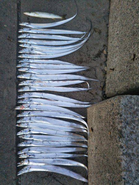 阿南市の椿泊でタチウオとカマス