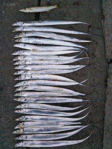 阿南市の椿泊でタチウオと赤カマス