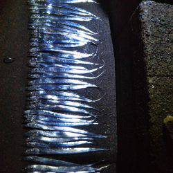 阿南市の椿泊でタチウオ好調