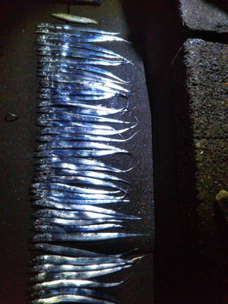 阿南市の椿泊でタチウオ好調