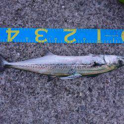 やっとハマチ！