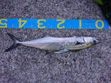 やっとハマチ！