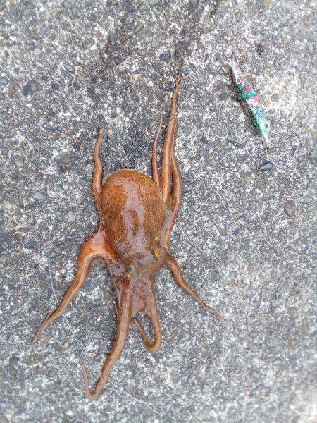 荒天でもタコが釣れる、この場所最高！