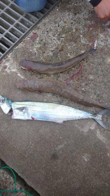 リール新調したので！