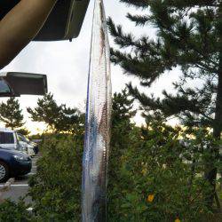 太刀魚テンヤ釣れてます。