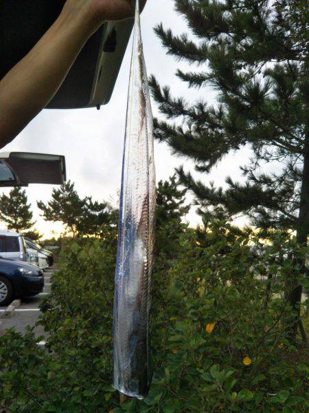 太刀魚テンヤ釣れてます。