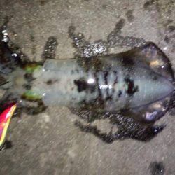 今年はアオリイカ少ない？