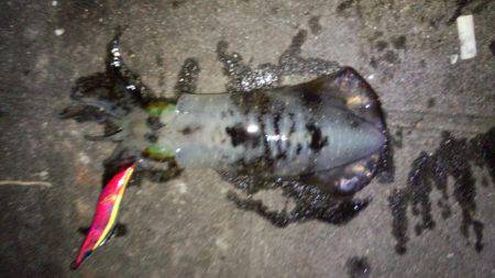 今年はアオリイカ少ない？