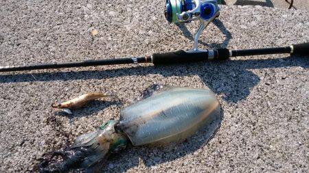 エギングとロックフィッシュ