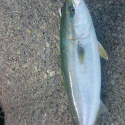 ハマチ大ボイル!!