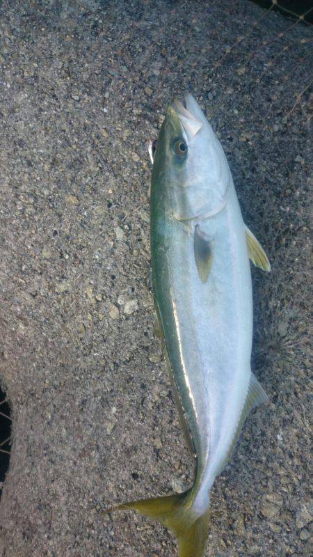 ハマチ大ボイル！！