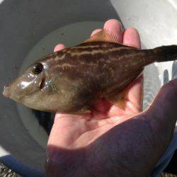 ウマヅラカワハギング