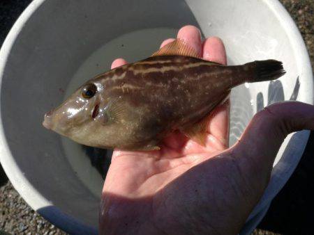 ウマヅラカワハギング