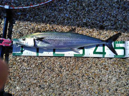 太刀魚、釣ってアンチエイジング！！