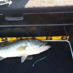 秋パターン調査