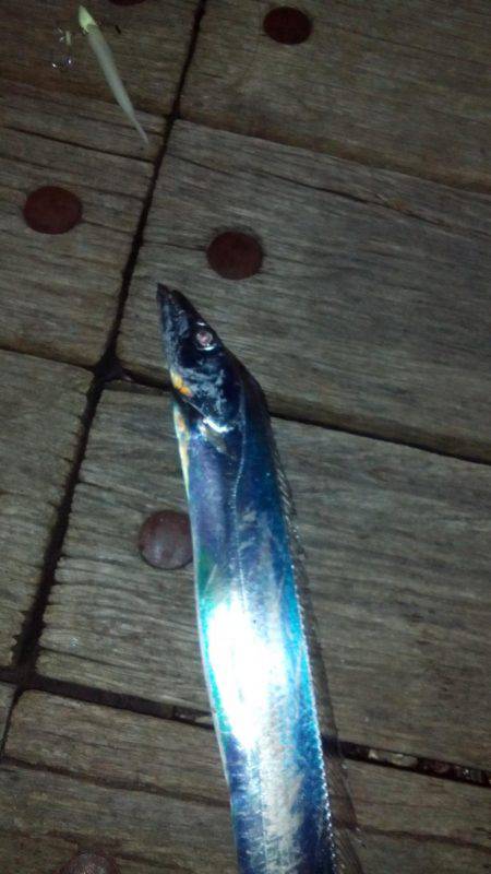 太刀魚ワインド