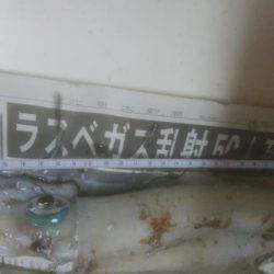 アオリイカ釣れました！