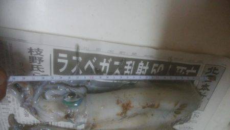 アオリイカ釣れました！