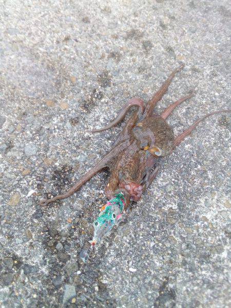 あぁっ、アオリが続かない❗