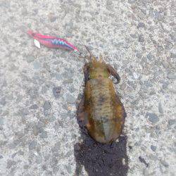 二回目の出陣、アオリイカ釣れました。
