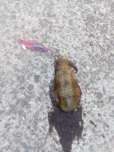 二回目の出陣、アオリイカ釣れました。