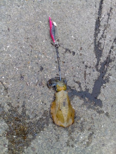 アオリイカ、今シーズンまだ二桁行かないよう…