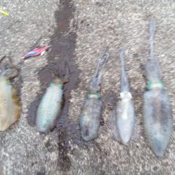 アオリイカ釣れる、釣れる!