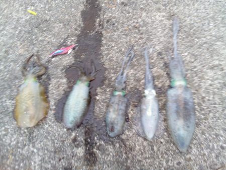 アオリイカ釣れる、釣れる!