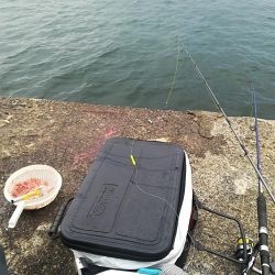 潮が動かない中、先週に続き