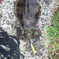 アオリイカエギング