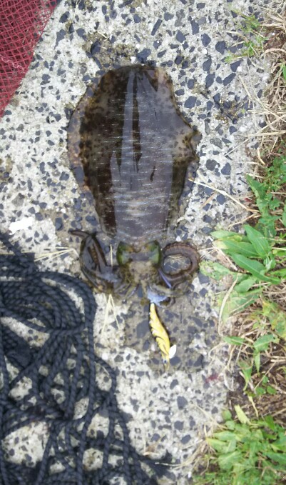 アオリイカエギング