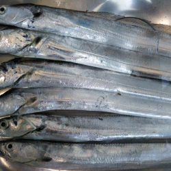 阿南市の那賀川河口でタチウオ