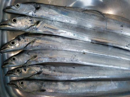 阿南市の那賀川河口でタチウオ