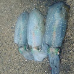 のんびりエギング