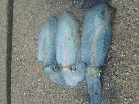 のんびりエギング