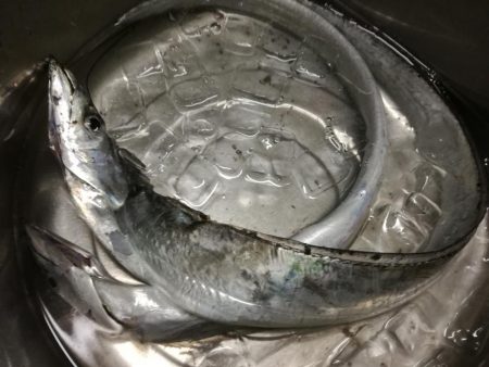 タチウオ　まずまず。