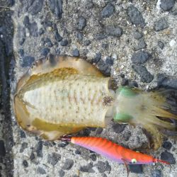 アオリイカエギング