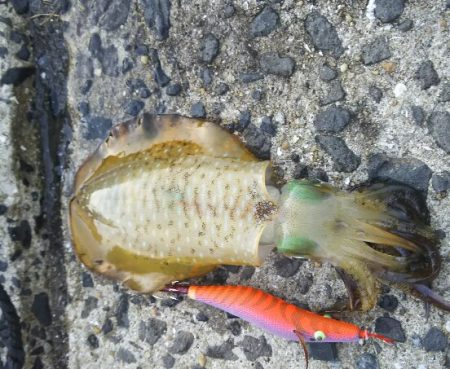 アオリイカエギング