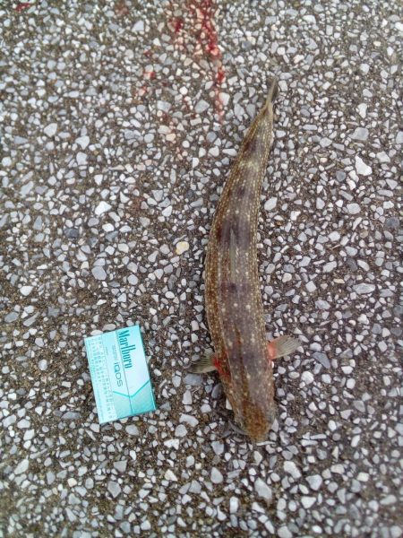 本命はゼロ、外道は釣れました。