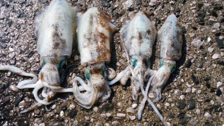 早起きして夜明けにエギング