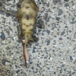 アオリイカエギング