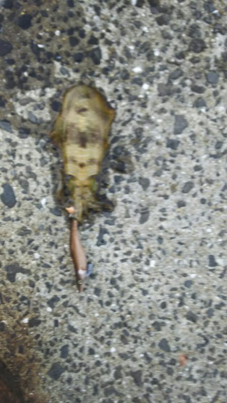 アオリイカエギング