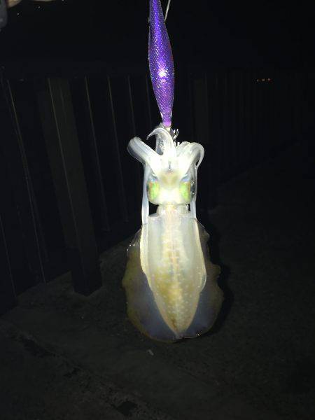 ゲキ渋 ワインドアンドエギング