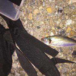 初めてのアジング