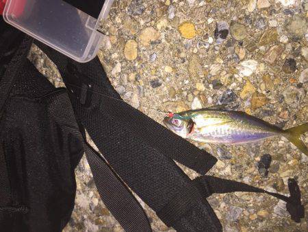 初めてのアジング