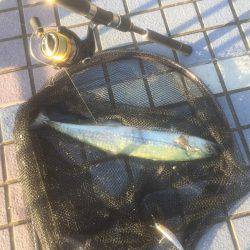 タチウオしゃぶしゃぶ