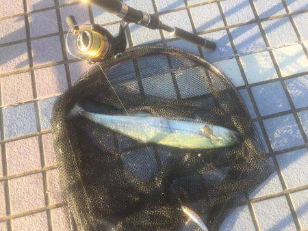 タチウオしゃぶしゃぶ