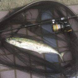 マクラーレン・イワシ