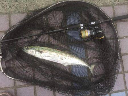 マクラーレン・イワシ